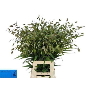 Chasmanth Latifolium 80 Cm
