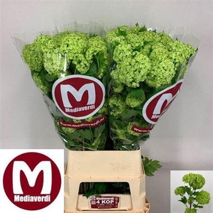 Viburnum Roseum 100cm 4 Bal