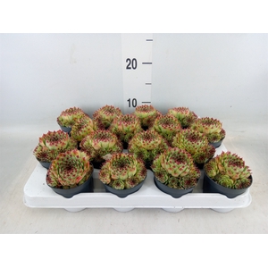 Sempervivum   ...
