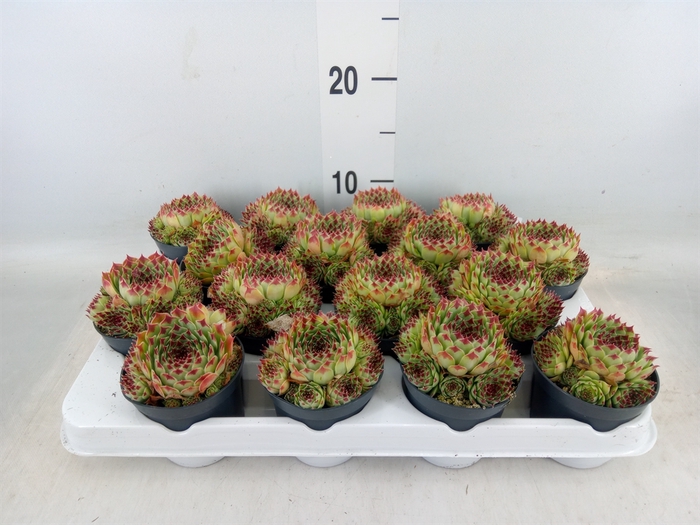 <h4>Sempervivum   ...</h4>