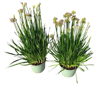 Allium stipitatum