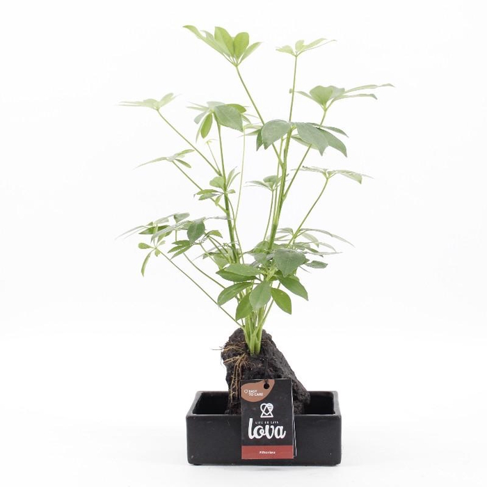 <h4>Schefflera Overig arrangement Lova</h4>