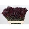 Leucadendron Saf Sunset Dark R.