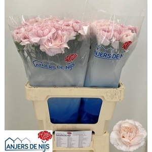 DI ST BRIDAL DAMASCU