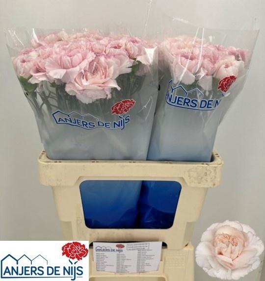 <h4>DI ST BRIDAL DAMASCU</h4>