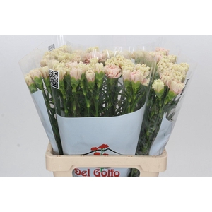 Dianthus St Lady Trish