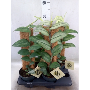 Planten   ...green L%