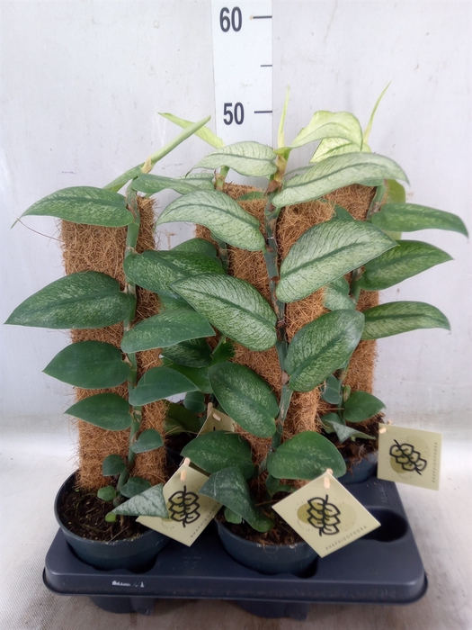 <h4>Planten   ...green L%</h4>