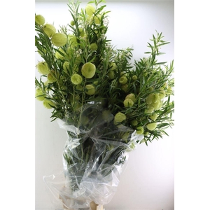 Asclepia Moby Dick Super P Stem