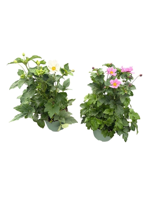 <h4>Anemone</h4>