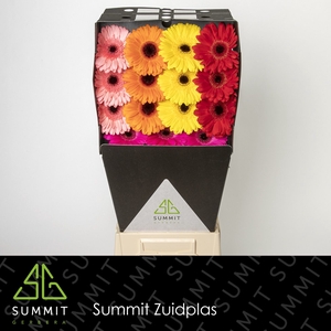 Gerbera Mix 4 kleuren Diamond per kaart