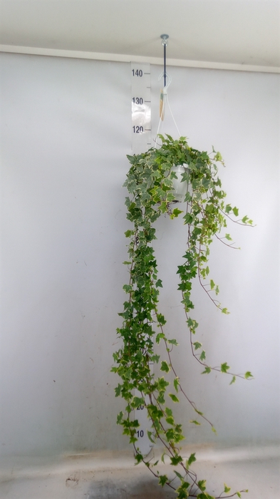 <h4>Hedera helix 'Eva'</h4>