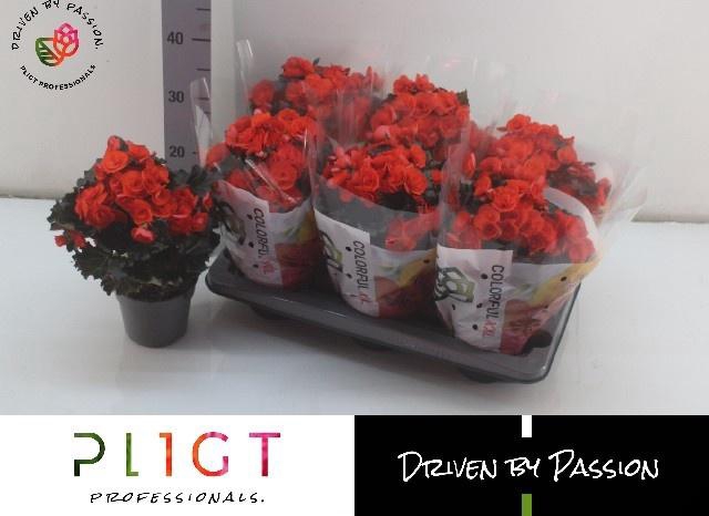 <h4>BEG DU MOCCA ORANGE</h4>