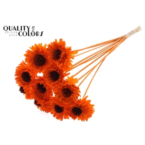 Shola Daisy Sunflower 6cm on stem Orange