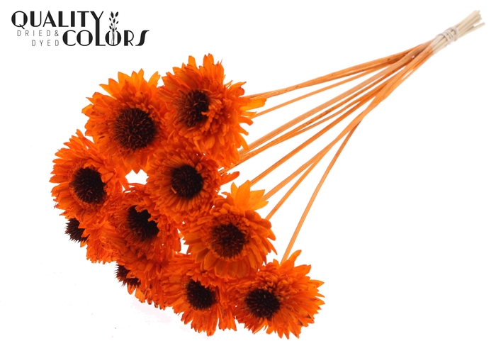 Shola Daisy Sunflower 6cm on stem Orange