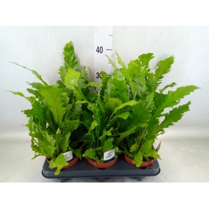 Asplenium nidus 'Campio'