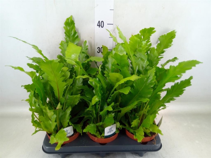 <h4>Asplenium nidus 'Campio'</h4>