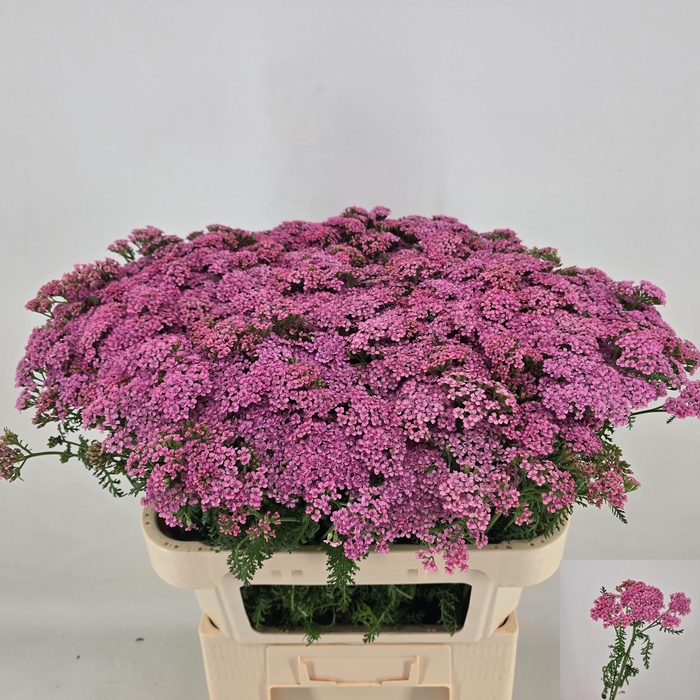 <h4>ACHIL M ANITA DARK</h4>