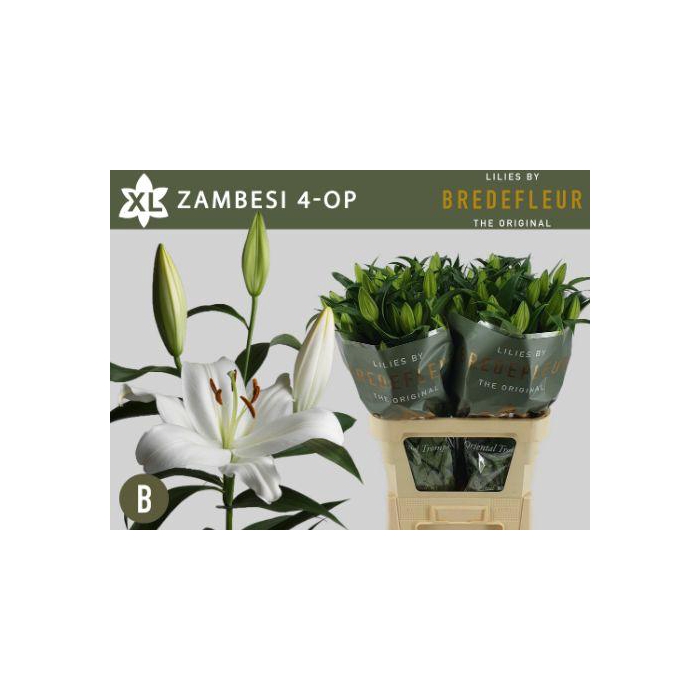 <h4>Li Ot Zambesi</h4>