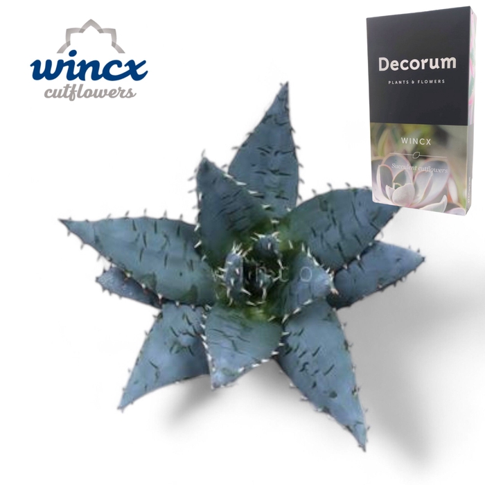 <h4>Aloe Peglarae Cutflower Wincx-5cm</h4>