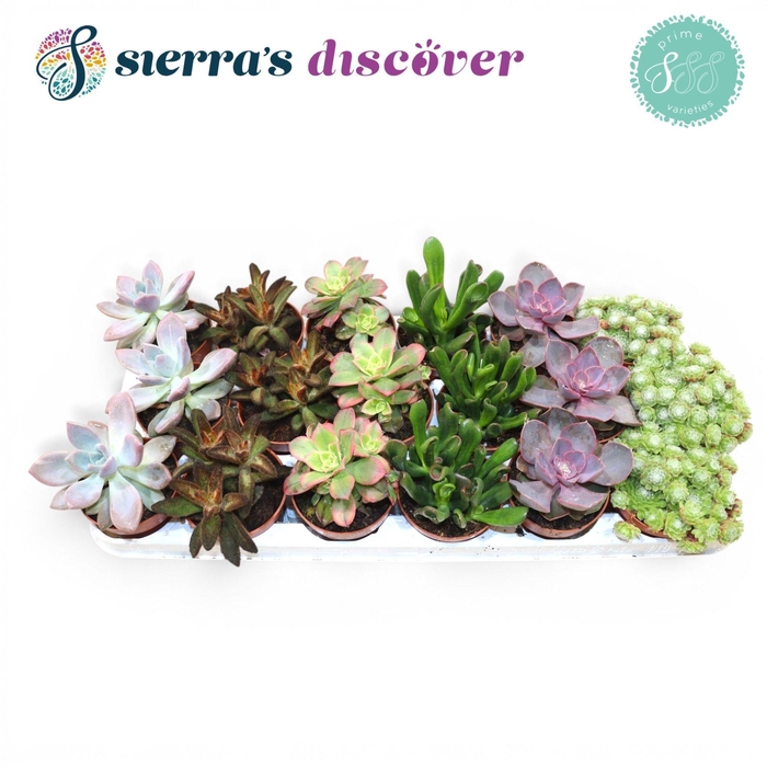 <h4>SUCC OV</h4>