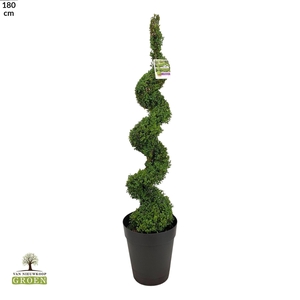 Buxus sempervirens Spiraal 140-160
