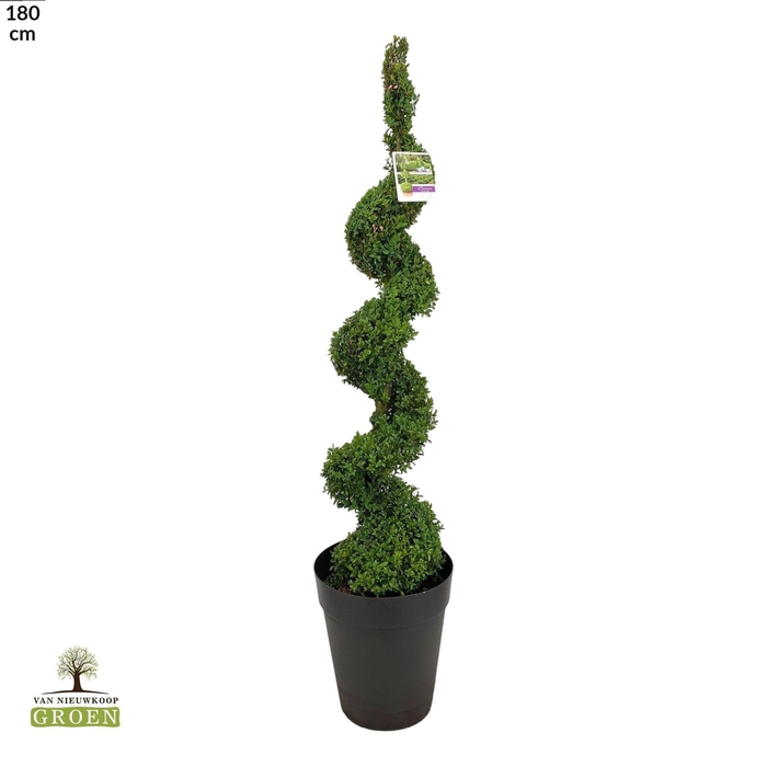 <h4>Buxus sempervirens Spiraal 140-160</h4>