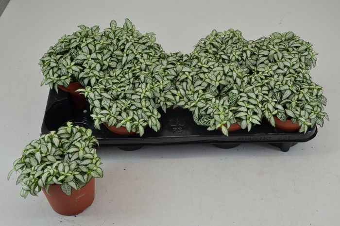 <h4>Fittonia Mosaic White Forest Flame</h4>