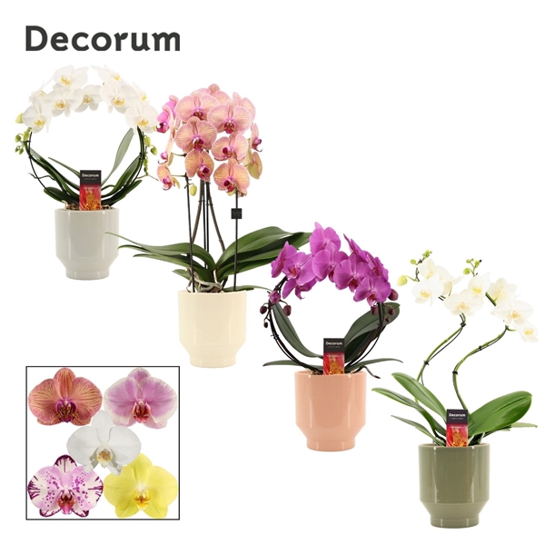 <h4>Phalaenopsis vormen mix 2 tak in Pato (Deco-collection)</h4>