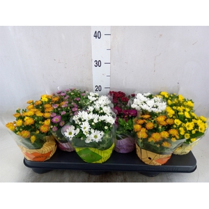 Chrysanthemum  'Swifty'  ...mix