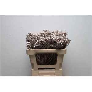 Kaaps Brunia Silver Champagne