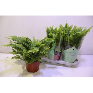 arr8 Nephr Ex Green Momen