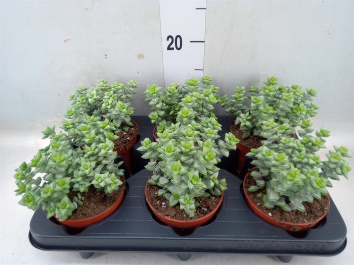 <h4>Crassula perforata</h4>