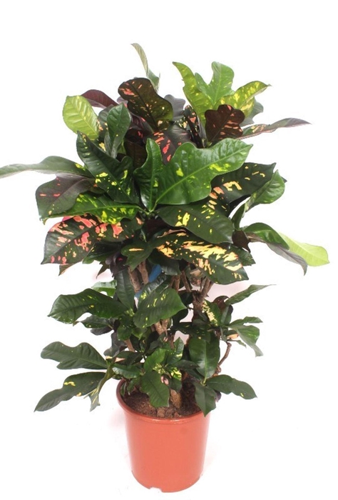 <h4>Codiaeum Codiaeum variegatum kleinb</h4>