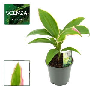 Cordyline Marshmallow Queen 12 cm (Scenza)