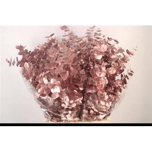 EUC CIN KLB P BOS H%