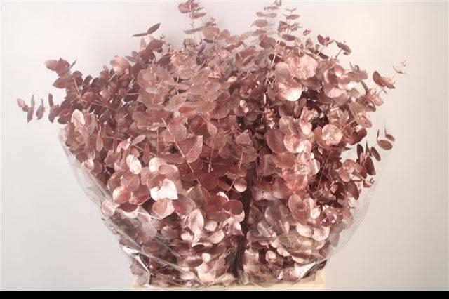 <h4>EUC CIN KLB P BOS H%</h4>