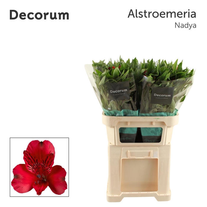 <h4>ALSTR NADYA Decorum</h4>