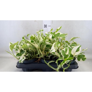 Epipremnum pinn. 'NJoy'