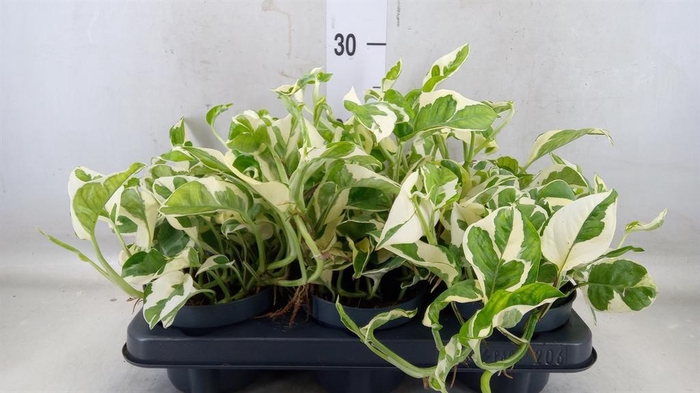 <h4>Epipremnum pinn. 'NJoy'</h4>