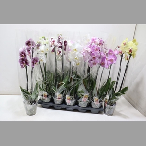 Phal 2 Tak
