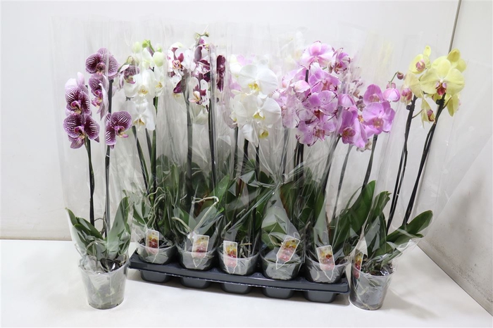 <h4>Phal 2 Tak</h4>