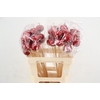 Stick Apple 5cm Red Satingloss
