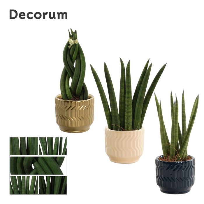 <h4>Sansevieria Cylindrica 6 cm mix in Jackie (Neo Architect-coll.)</h4>