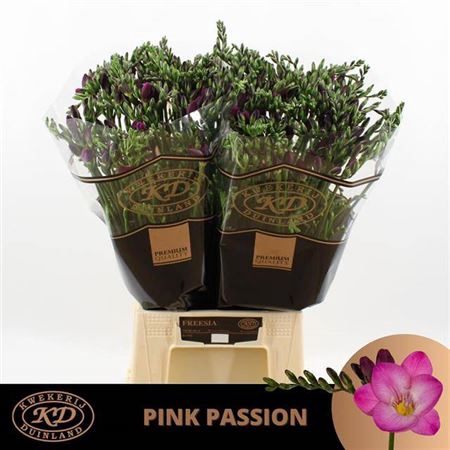 <h4>Fr En Pink Passion</h4>