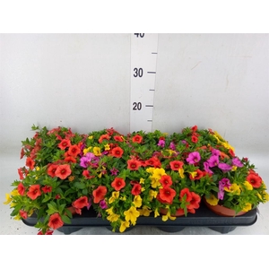 Calibrachoa  'Cabaret MM Candyhous'