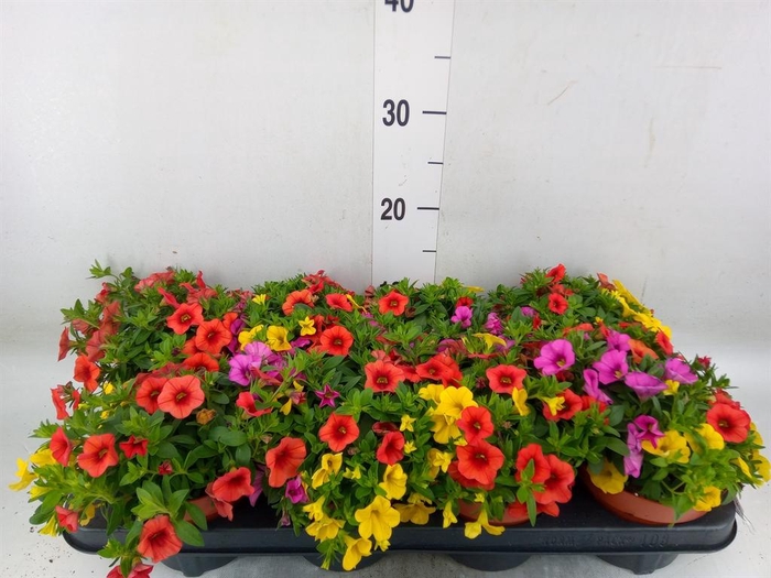 <h4>Calibrachoa  'Cabaret MM Candyhous'</h4>