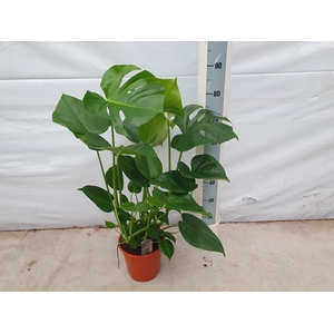 MONSTERA DELICIOSA