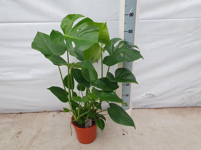 <h4>MONSTERA DELICIOSA</h4>