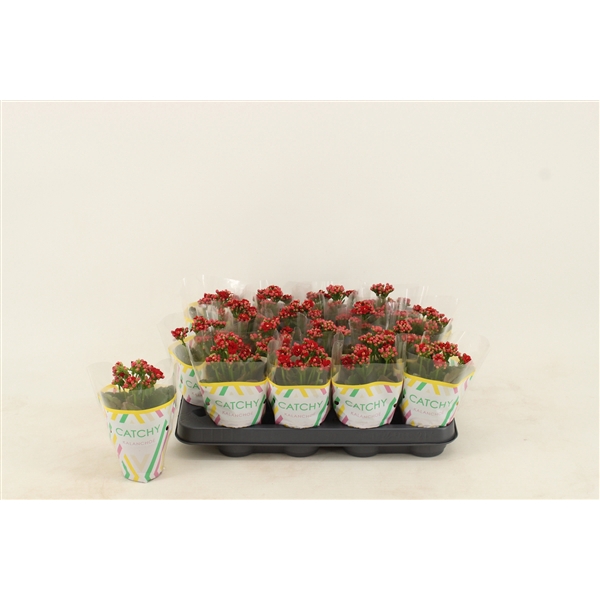 <h4>Kalanchoe Double Red</h4>